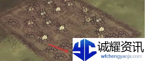 饥荒蜘蛛人怎么种地
